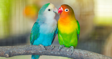 Cálcio em aves: funcionamento, alimentação e doenças Cálcio em aves: funcionamento, alimentação e doenças