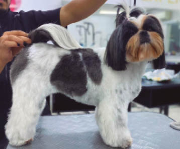 Shih-tzu brasileira é a grande vencedora da premiação 'Melhor Cão