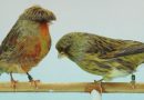 Brasileiro de Ornitologia em Itatiba fecha evento com 9,5 mil aves