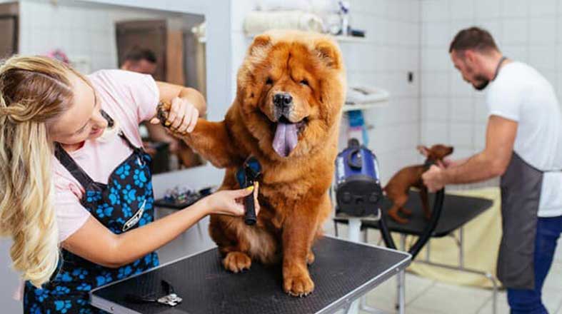 Pet Shop Banho e Tosa perto de mim - Como escolher o correto