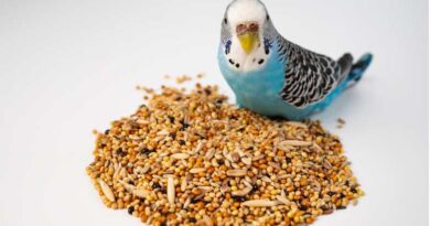 CUIDADOS PARA VENDER ALIMENTOS PARA AVES NO PET SHOP